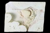 Fossil Crab (Potamon) Preserved in Travertine - Turkey #145056-1